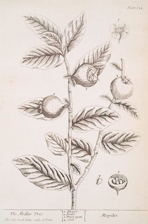 Art Print : The Mastich or Lentisk Tree, 1739 - Vintage Wall Art