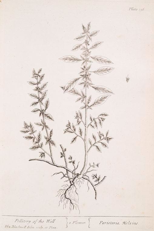 Art Print : Pellitory of Spain, 1739 - Vintage Wall Art