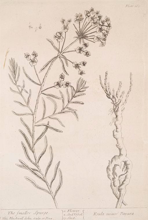 Art Print : The Small Wild Daisy, 1739 - Vintage Wall Art