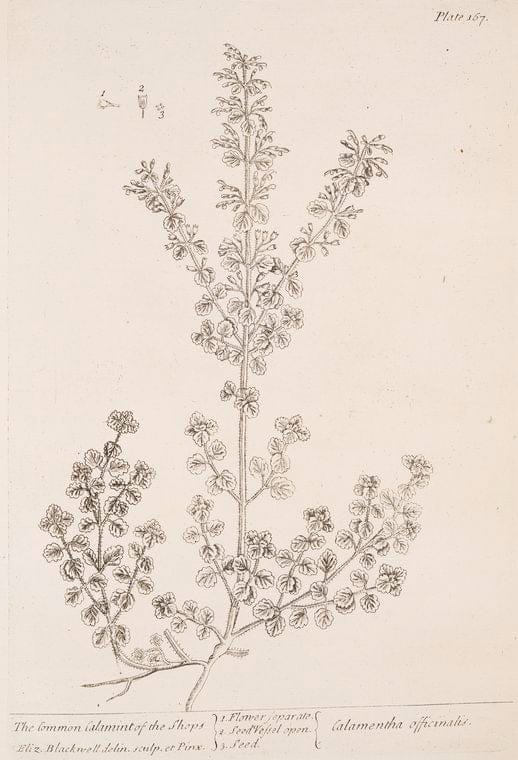 Art Print : The Common Aloes, 1739 - Vintage Wall Art