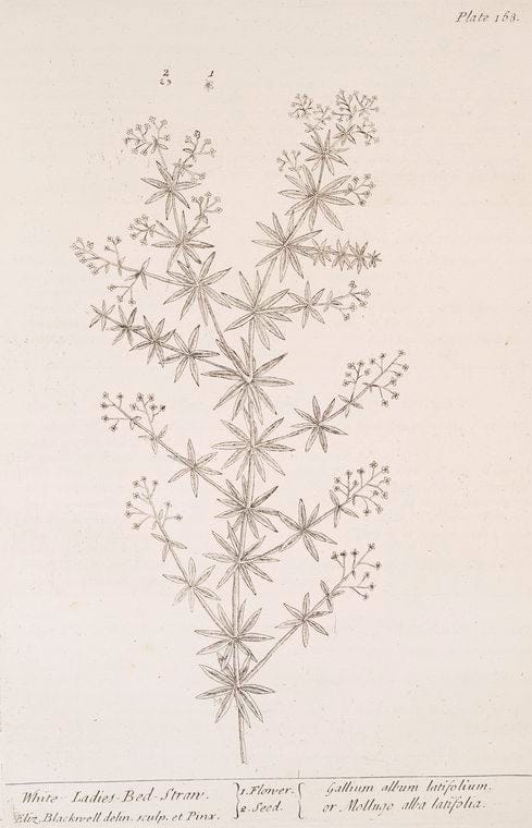 Art Print : White Horehound, 1739 - Vintage Wall Art