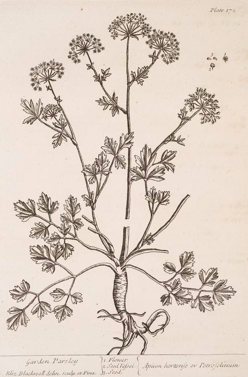 Art Print : Garden Flower-de-luce, 1739 - Vintage Wall Art
