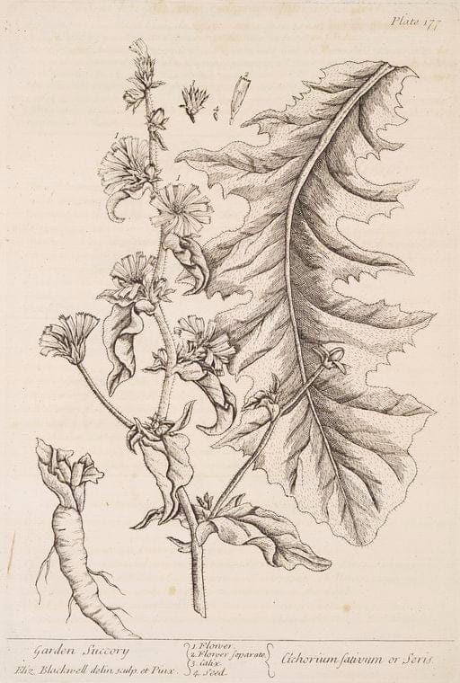 Art Print : Garden Spurge or lathyris, 1739 - Vintage Wall Art