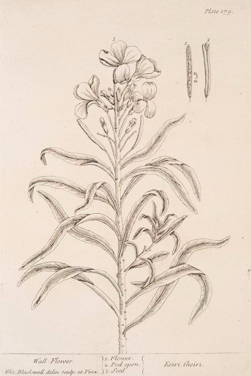 Dragable Image
