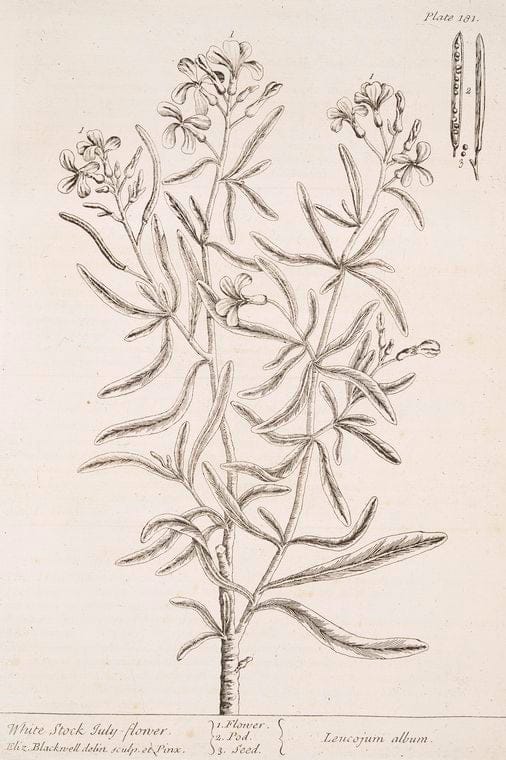 Art Print : White Saxifrage, 1739 - Vintage Wall Art