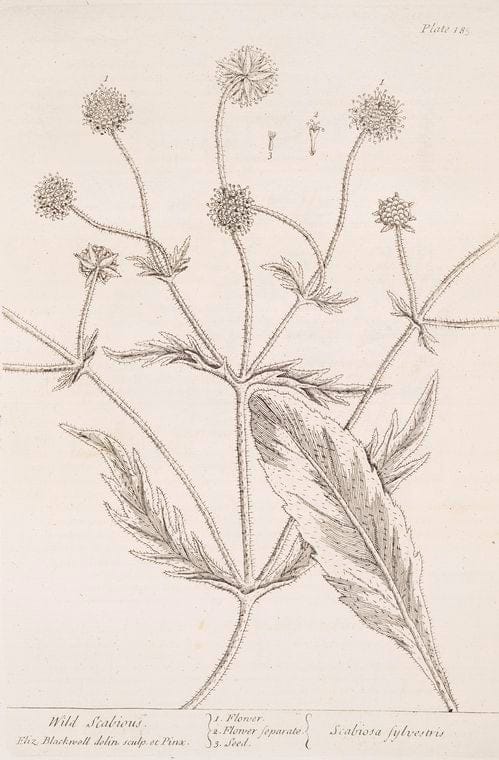Art Print : Wild rue, 1739 - Vintage Wall Art