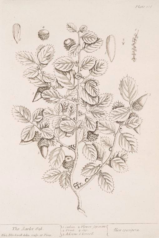 Art Print : The Scale Fern, or Scaly Spleenwort -The msall-leaved gymnogram - The Common Hard Fern, 1831 - Vintage Wall Art