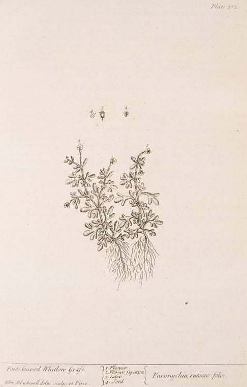 Art Print : Rue, 1739 - Vintage Wall Art