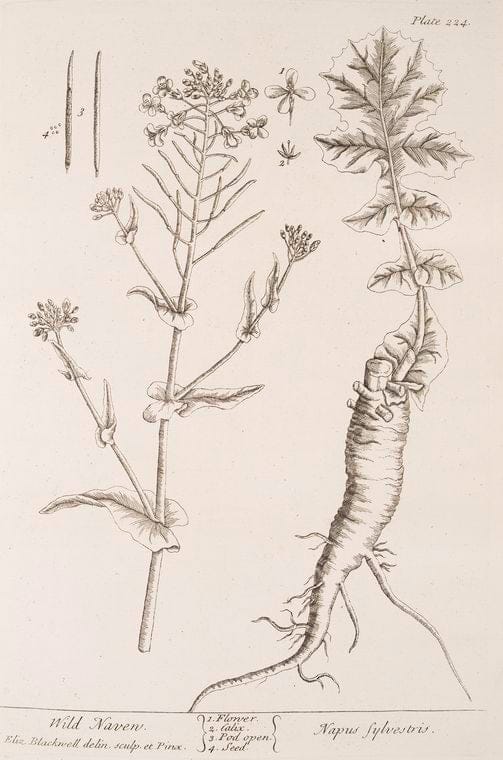Art Print : Wild Marjoram, 1739 - Vintage Wall Art