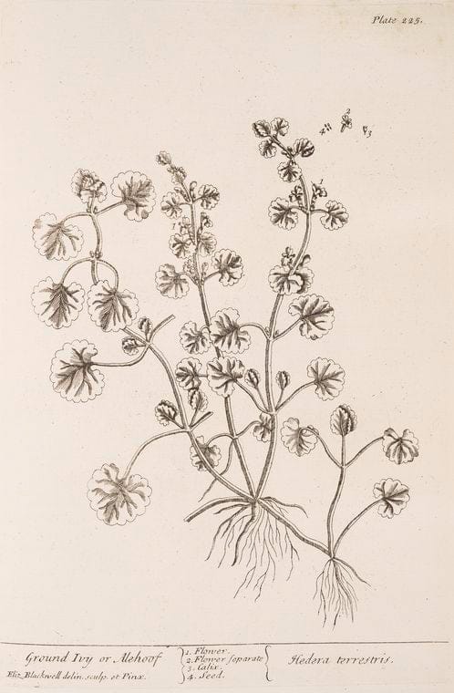 Art Print : Groudsel, 1739 - Vintage Wall Art