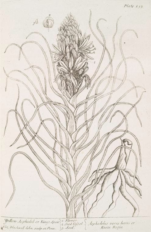 Art Print : Yarrow, 1739 - Vintage Wall Art