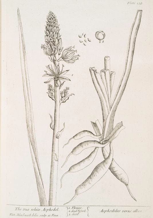Art Print : The True White Asphodel, 1739 - Vintage Wall Art