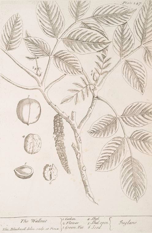 Art Print : The Wall rue, or Spleenwort - The Alternate-leaved Spleenwort - The Forked Spleenwort, 1831 - Vintage Wall Art