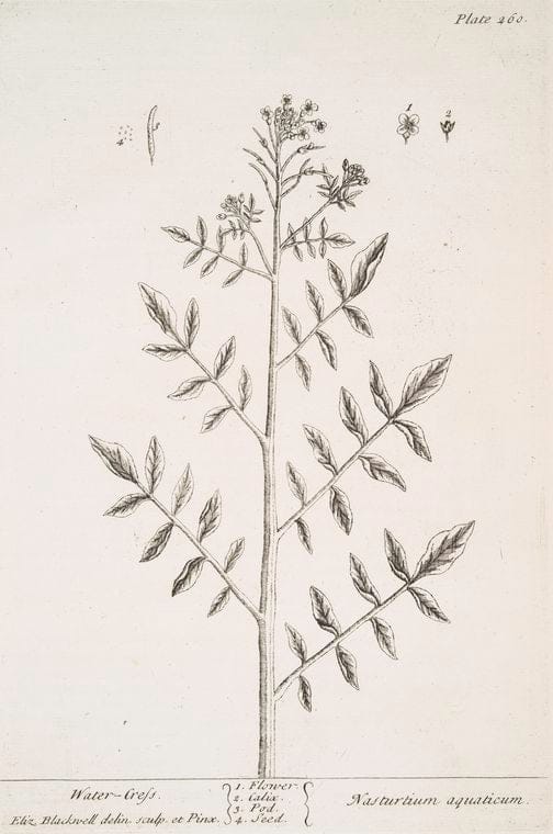Art Print : Water Mint, 1739 - Vintage Wall Art