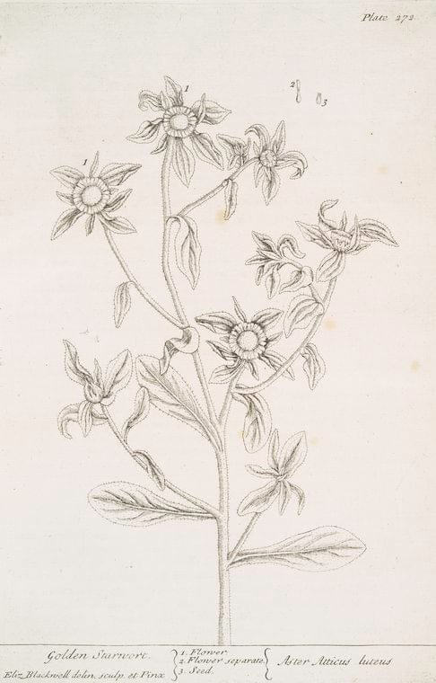 Art Print : Golden Rod, 1739 - Vintage Wall Art