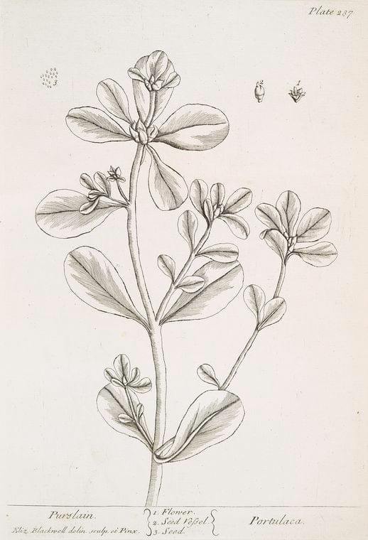 Art Print : Purple Trefoil, Clover Grass, 1739 - Vintage Wall Art