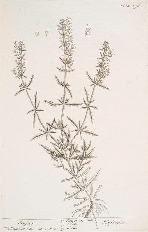 Art Print : Hypoxis stellata, 1759 - Vintage Wall Art