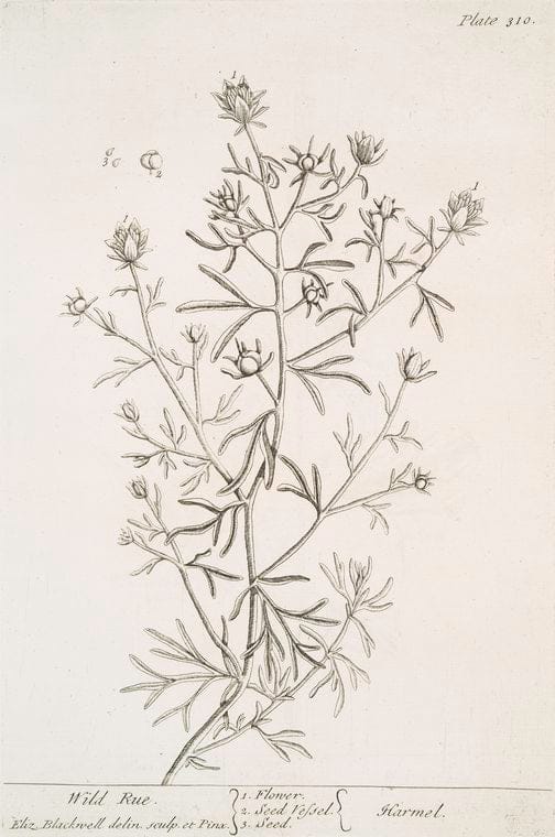 Art Print : Wild Rocket, 1739 - Vintage Wall Art