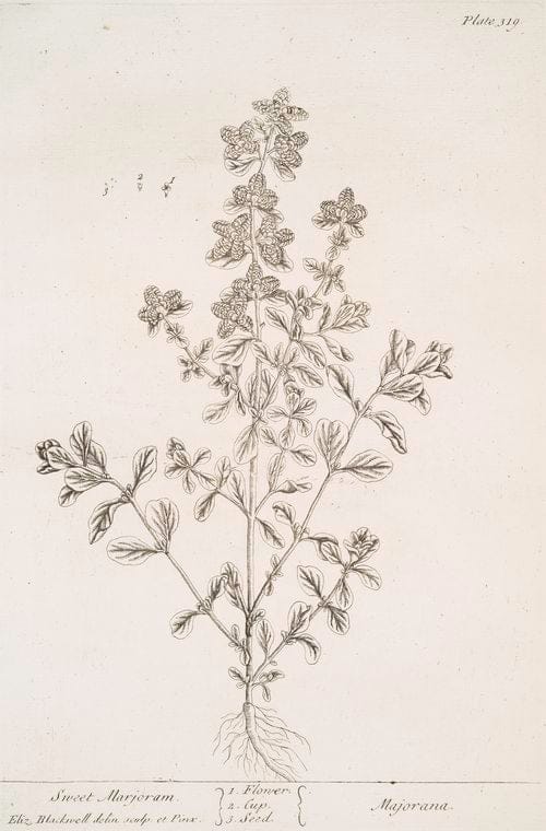 Art Print : Sweet Cicely, 1739 - Vintage Wall Art