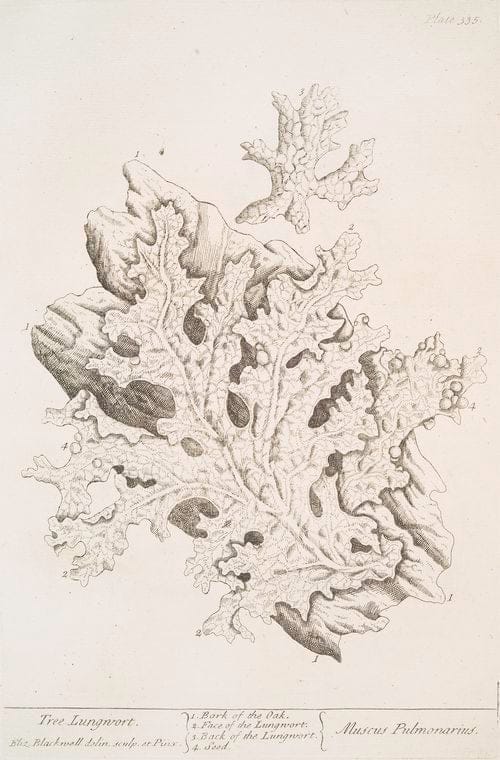 Art Print : Treacle Mustard, 1739 - Vintage Wall Art