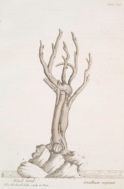 Art Print : Black Briony, 1739 - Vintage Wall Art