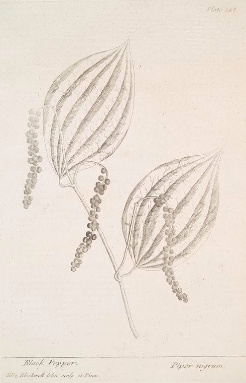 Art Print : Black or stinking Horehound, 1739 - Vintage Wall Art