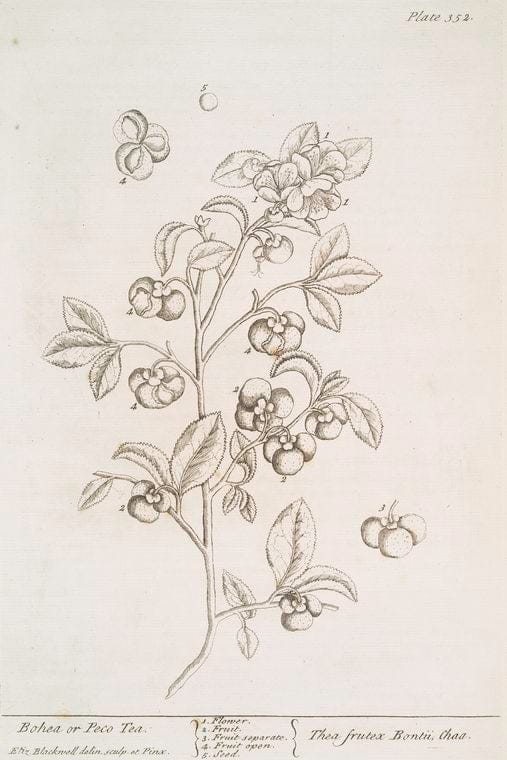Art Print : Bog Bean, 1739 - Vintage Wall Art