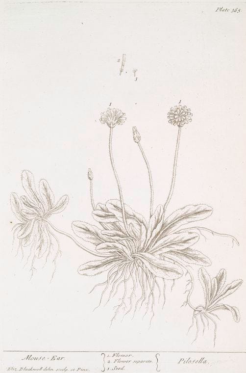 Art Print : Mountain Calamint, 1739 - Vintage Wall Art
