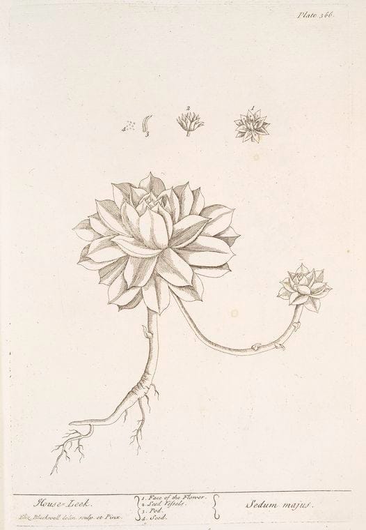 Art Print : Mouse Leek, 1739 - Vintage Wall Art