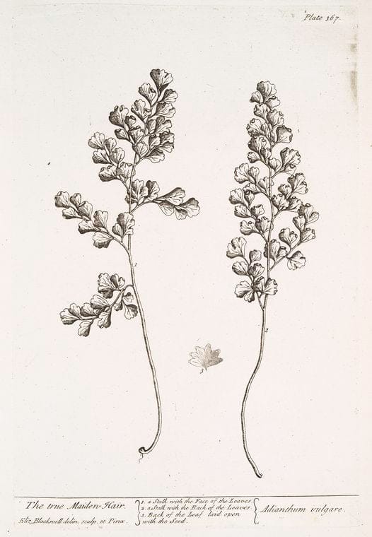 Art Print : The True Euphorbium, 1739 - Vintage Wall Art