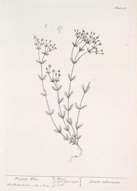 Art Print : Purging Flax, 1739 - Vintage Wall Art