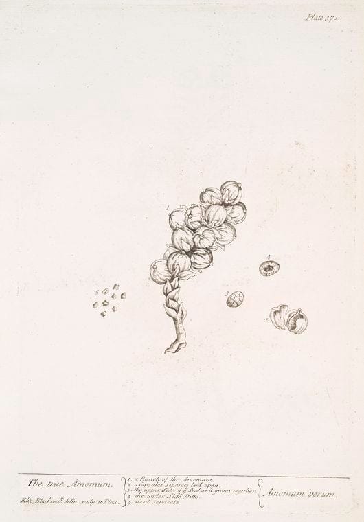 Art Print : The True Amomum, 1739 - Vintage Wall Art