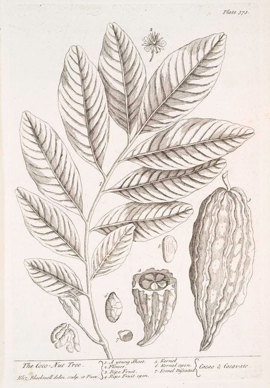 Art Print : The Coco nut Tree, 1739 - Vintage Wall Art