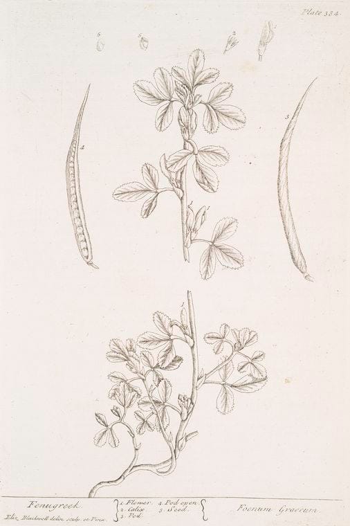Art Print : Fennel, 1739 - Vintage Wall Art