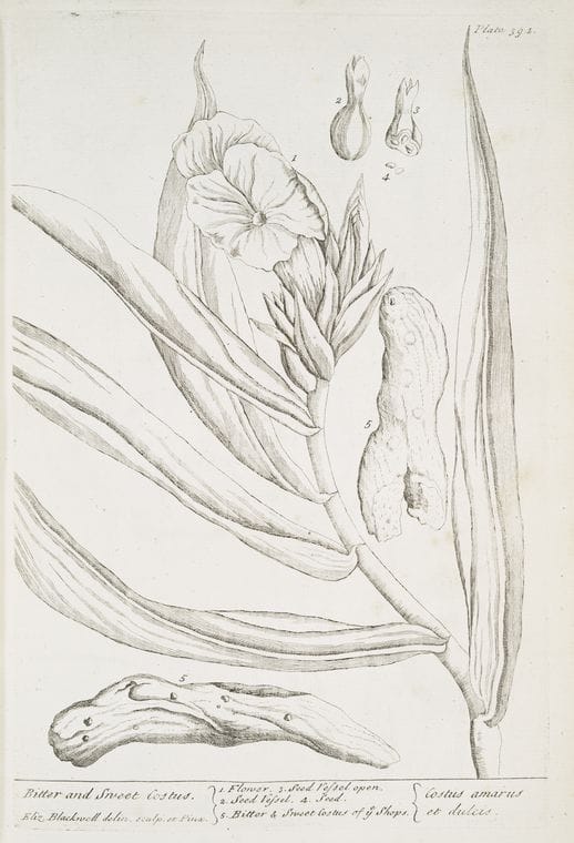 Art Print : Bistort or Snakeweed, 1739 - Vintage Wall Art