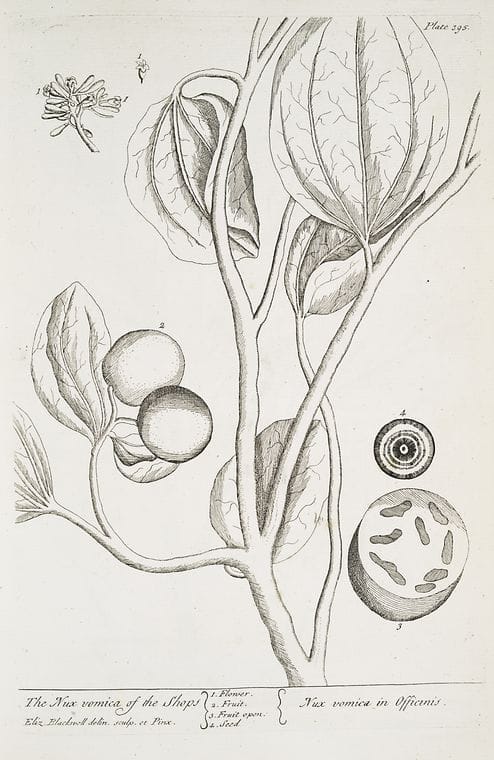Art Print : The Nutmeg, 1739 - Vintage Wall Art