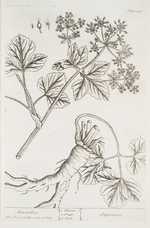 Art Print : Albuca abyssinica, 1759 - Vintage Wall Art