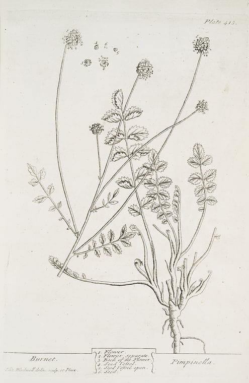 Art Print : Burnet Saxifrage, 1739 - Vintage Wall Art