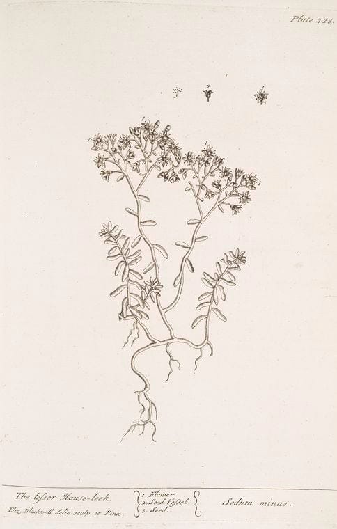 Art Print : The Lesser Burdock, 1739 - Vintage Wall Art