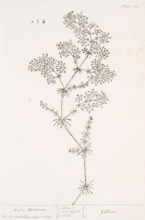 Art Print : Lachenalia angustifolia, 1759 - Vintage Wall Art