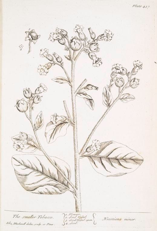 Art Print : The Smaller Spurge, 1739 - Vintage Wall Art
