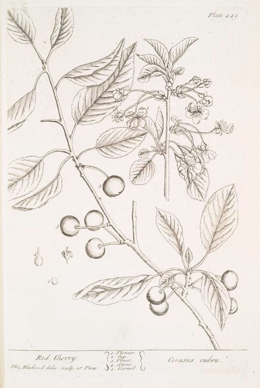 Art Print : Red Beet, 1739 - Vintage Wall Art
