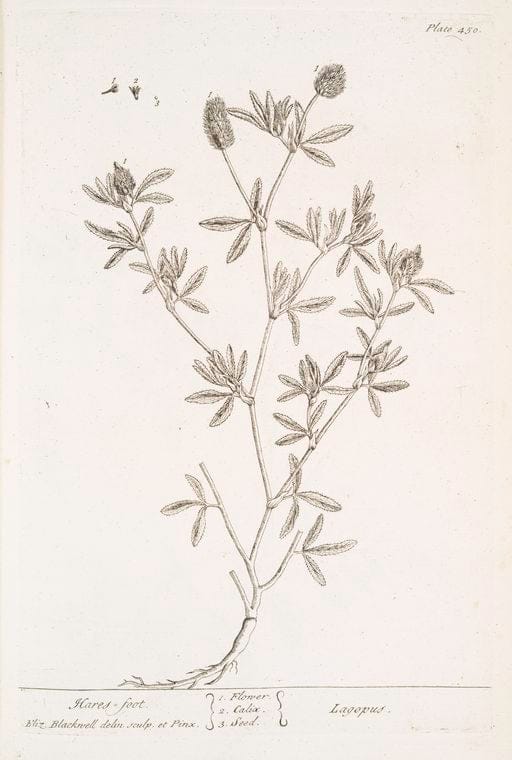 Art Print : Han-Thorn, 1739 - Vintage Wall Art