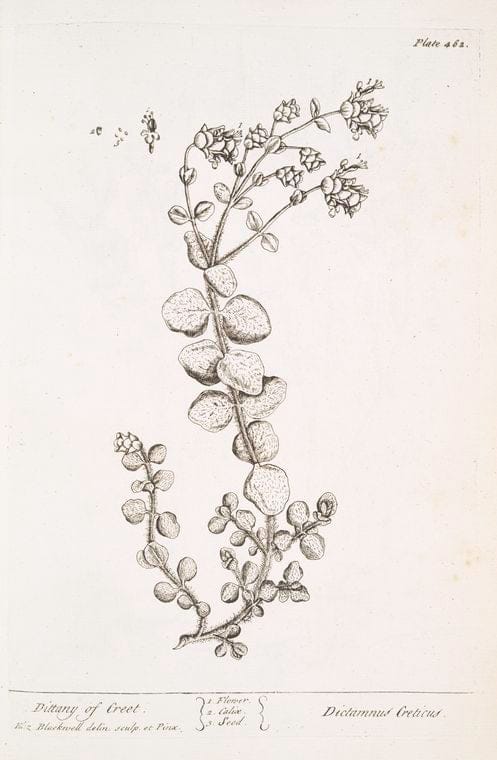 Art Print : Dittander or Pepperwort, 1739 - Vintage Wall Art