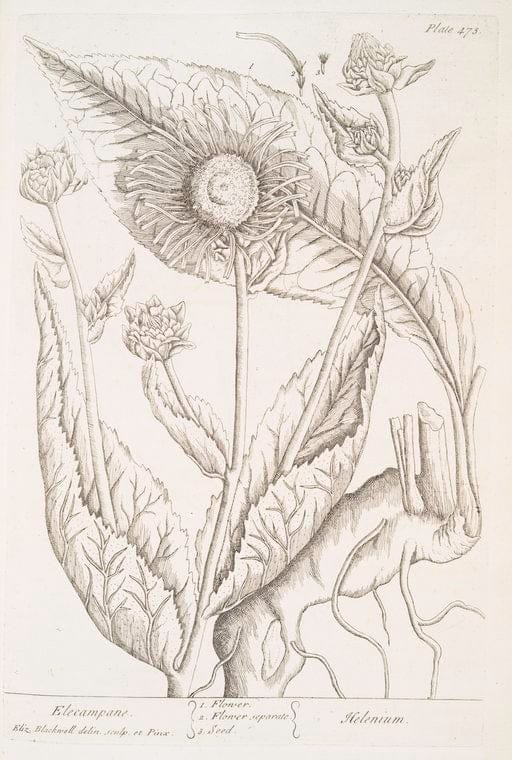 Art Print : Elder, 1739 - Vintage Wall Art