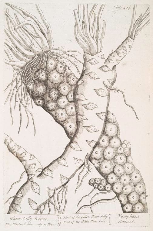 Art Print : Water Calamint, 1739 - Vintage Wall Art