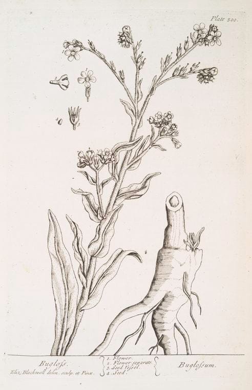 Art Print : Bugle, 1739 - Vintage Wall Art