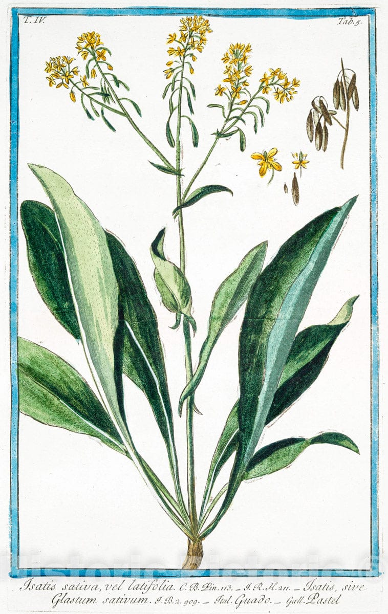 Art Print : 1772, Iris, versicolor corollis imberbibus germinibus, Subtrigonis - Vintage Wall Art