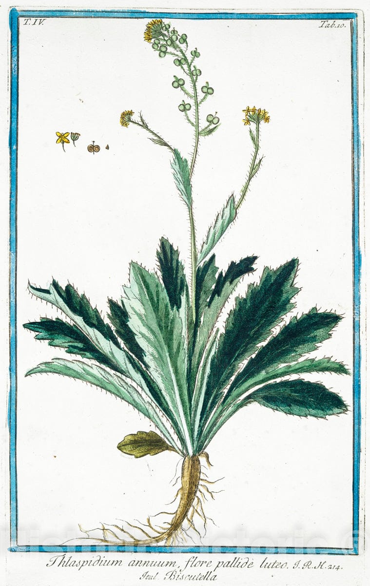Art Print : 1772, Thlaspi creticum, quibusdam Flore rubente, et albo - Vintage Wall Art