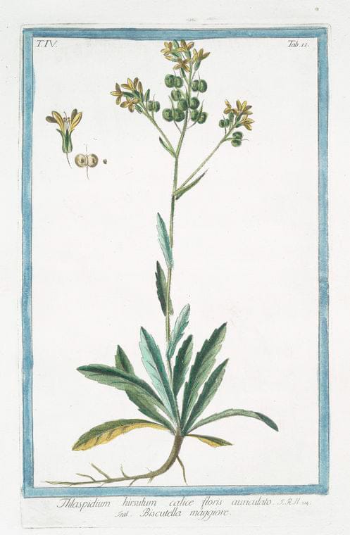 Art Print : 1772, Thlaspidium annuum, Flore pallide Luteo = Biscutella. [Buckler Mustard] - Vintage Wall Art